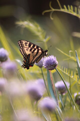 Butterfly in Delight