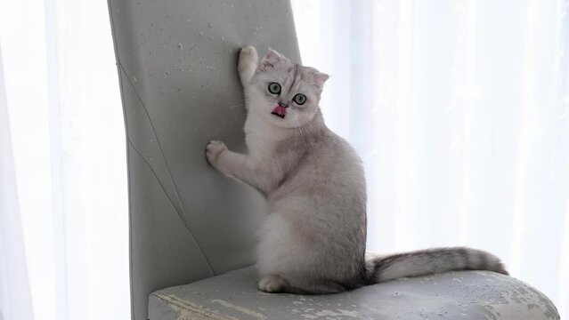 The kitten sharpens its claws on the back of a chair. The cat spoils the furniture in the house with its claws.