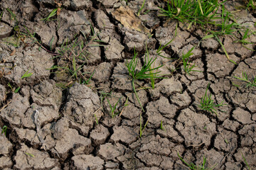 plant in the ground