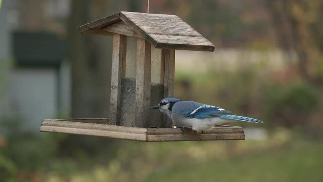 Blue Jay at bird feeder eats seeds slow motion