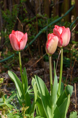Rosa rote Tulpe in Knospe und kurz vor dem Aufbl&uuml;hen in meinem Garten.