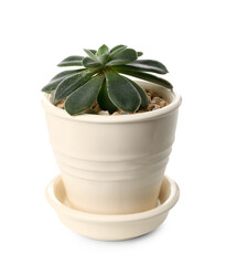 Succulent plant in pot on white background