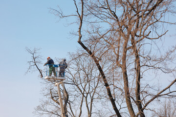 tree care, street workers sawing branches on tall trees in park. municipal services are engaged in maintenance of house territory. gardeners