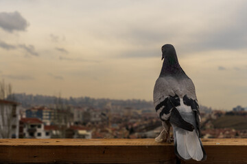 pigeon on the roof