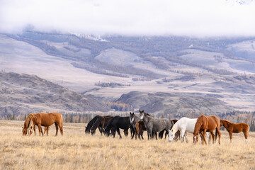 Wild herd of horses grazing on countryside autumn field searching for feed. Bred different animals walking together sniffing and eating dry grass in the mountains against a cloudy sky. Altai - obrazy, fototapety, plakaty