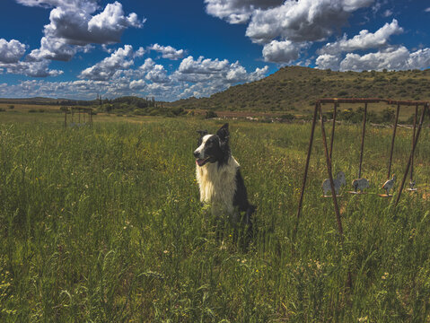 A black and white border collie sits alone in a grassy field with blue skies and puffy white clouds rolling in. The hills dot the horizon of the farmland.