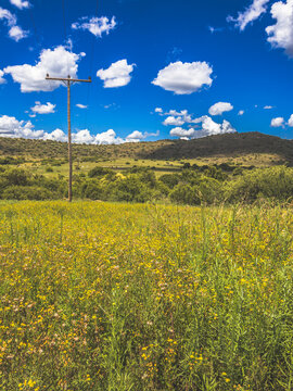 Wild flowers in a field with a telephone pole in the foreground, and hills and white puffy clouds in the background of this farming landscape in South Africa.