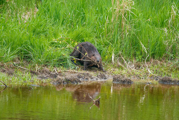 Wild beaver in river wilderness