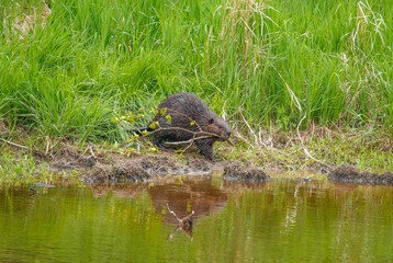 Wild beaver in river wilderness