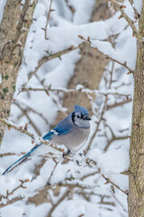 Beautiful bright blue jay bird perched in snow covered ginkgo tree in winter