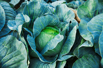 Obraz premium Cabbage is grown in field. Cabbage heads