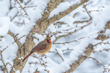 Female Northern Cardinal bird perched in Ginkgo tree with snow covered branches in winter