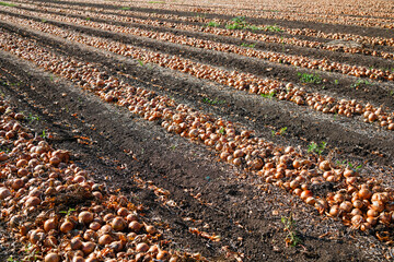Fototapeta premium Harvesting onions. Onions on an agricultural field in a line are ready for harvesting with the help of an agricultural combine