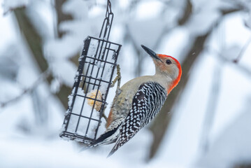 Red breasted woodpecker feeding from suet feeder on snowy winter day