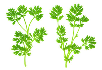 Parsley herb isolated on white background