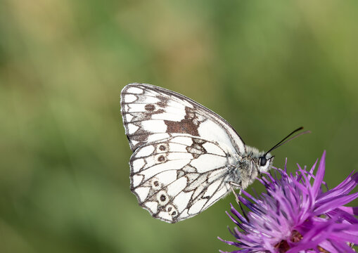 Close-up of a Marbled White (Melanargia galathea) sitting on a purple flower in nature. The background is bright.