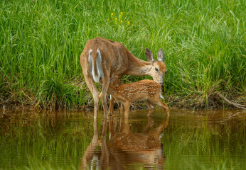 Obraz na płótnie Canvas White tailed deer fawn and doe
