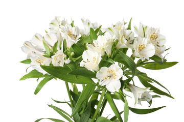 Bouquet of alstroemeria flowers isolated on white background, closeup