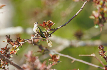Female Ruby-throated Hummingbird on tree branch 