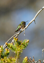 Female Ruby-throated Hummingbird on tree branch 