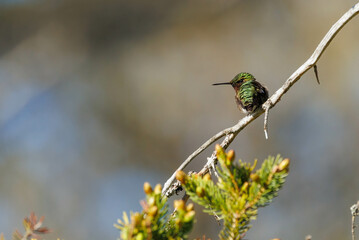 Female Ruby-throated Hummingbird on tree branch 