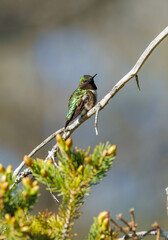Female Ruby-throated Hummingbird on tree branch 