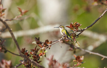 Female Ruby-throated Hummingbird on tree branch 