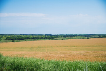 Field of golden wheat on a summer day