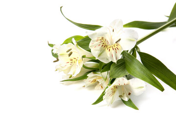 Bunch of beautiful alstroemeria flowers isolated on white background, closeup