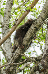 Porcupine in tree top branches 