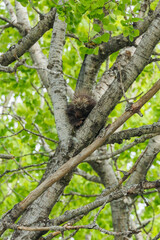 Porcupine in tree top branches 