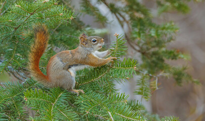 Red fox squirrel eating berries in tree