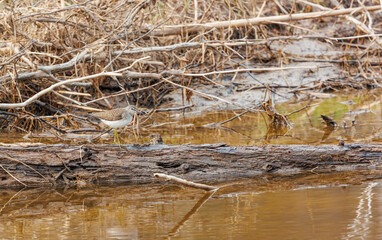river bank with sand piper