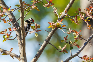 Yellow bellied sap sucker woodpecker male on tree
