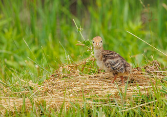 Wild turkey chick in grass
