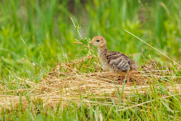 Wild turkey chick in grass © Jen