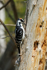 Hairy woodpecker on tree trunk 