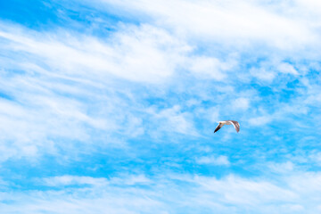 gaviota volando en un cielo celeste con nubes