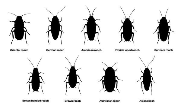 Cockroach silhouette, insect roach and bug species, vector. Biology or zoology and pest animal creatures, American and Australian brown roach or Surinam and Asian cockroaches