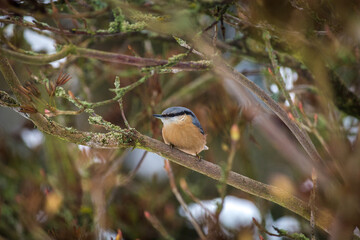 Nuthatch bird on the banch in nature