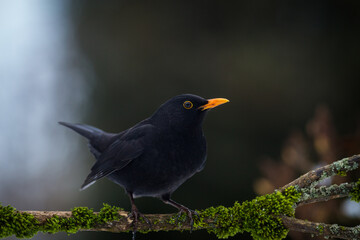 blackbird on a mossy branch