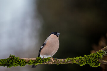 bullfinch bird on the banch in nature