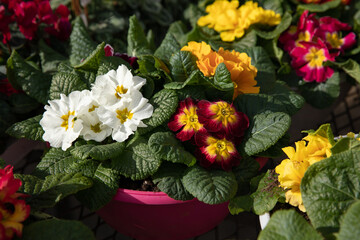Multicolored Primrose, Primula vulgaris blossoming outdoor of the greek garden shop in spring.