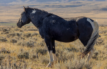 Wild Horse in the Wyoming Desert in Autumn