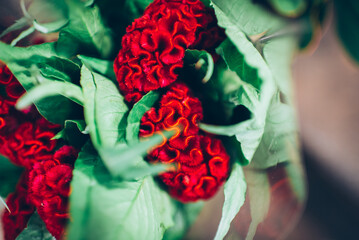 Colorful spring flowers