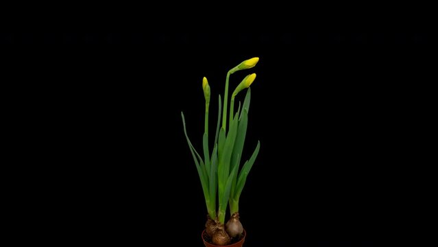 Time lapse blooming yellow Narcissus flowers, isolated on pure black background