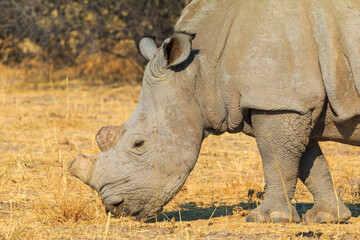 Obraz premium White rhino in natural habitat in Waterberg Plateau National Park in Namibia.