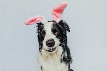 Happy Easter concept. Preparation for holiday. Cute funny puppy dog border collie wearing Easter bunny ears isolated on white background. Spring greeting card