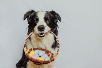 Happy Easter concept. Preparation for holiday. Cute puppy dog border collie holding basket with...