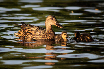 mallard hen with ducklings